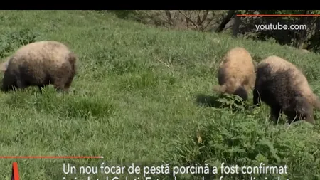 Al zecelea focar de pestă porcină africană a fost confirmat în Galați
