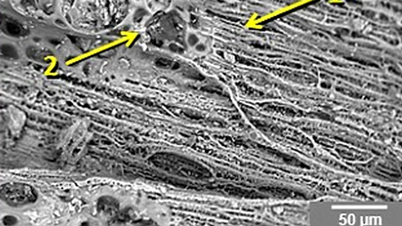 O ploaie de meteoriți ar fi dus la dispariția oamenilor preistorici și a mamuților. STUDIU