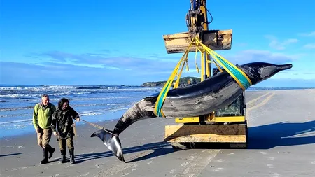BALENĂ cu dinți-spadă, cea mai rară specie din lume, eșuată pe o plajă din Noua Zeelandă/Niciodată nu a fost văzută în viață