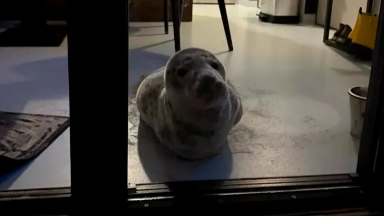 Un turist din Olanda a avut parte de o surpriză URIAȘĂ când s-a întors în hotel. O creatură superbă intrase în cameră în lipsa sa