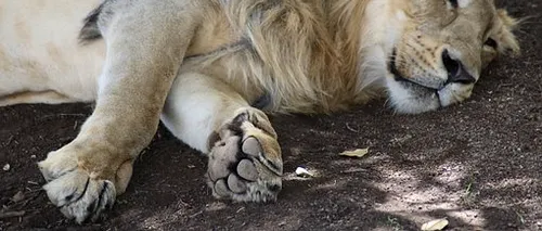 Leoaică ucisă de Covid-19, într-un parc ZOO din India. Alţi opt lei au fost testaţi pozitiv cu noul <i class='ep-highlight'>coronavirus</i>