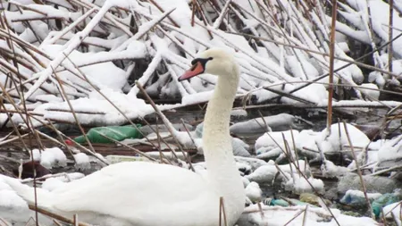 Tulpină a virusului gripei aviare, depistată la o lebădă găsită moartă în Constanța
