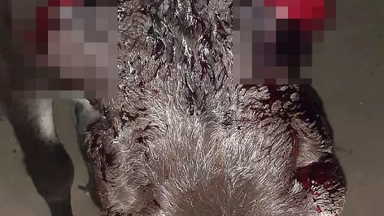 Caz revoltător în județul Dolj. Un măgăruș a fost găsit cu urechile tăiate, după ce fusese lăsat pe câmp de proprietar