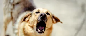 UPDATE | Copil mușcat de câine, în București. Medicii au oferit primele detalii despre starea victimei