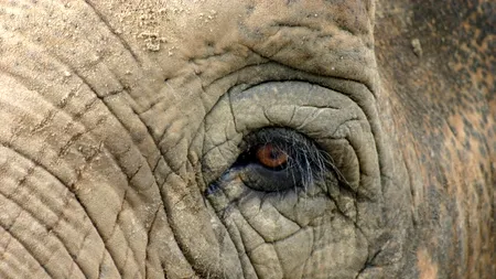 Nu există elefanți morți!