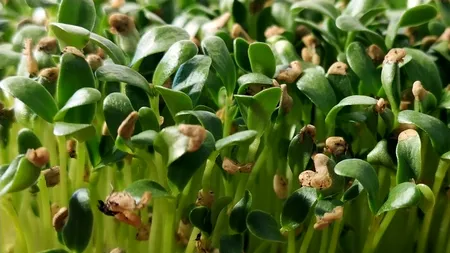 Planta care scade nivelul colesterolului şi valoarea glicemiei din sânge. Se recomandă o singură linguriţă, pe stomacul gol