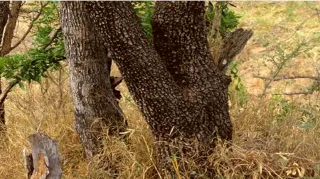 Iluzie optică virală | Descoperiți leopardul ascuns în această fotografie!