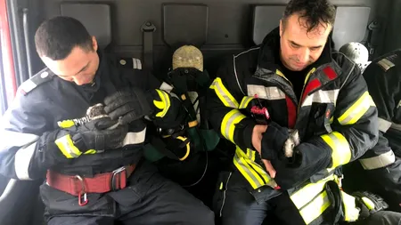 Doi pui de iepure, salvați de pompieri dintr-un incendiu izbucnit într-un bloc din Capitală (VIDEO)