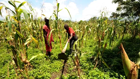 Mediafax Talks about Sustainable Agriculture. Monsanto: Cine nu a irigat, a produs sub 500 kilograme de porumb la hectar