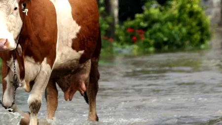 Copil de cinci ani din Gorj, omorât de un animal din gospodărie care s-a speriat din cauza furtunii