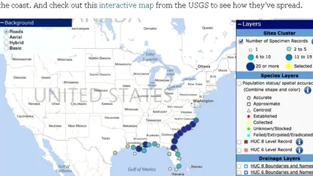 Creveți uriași au invadat apele din SUA