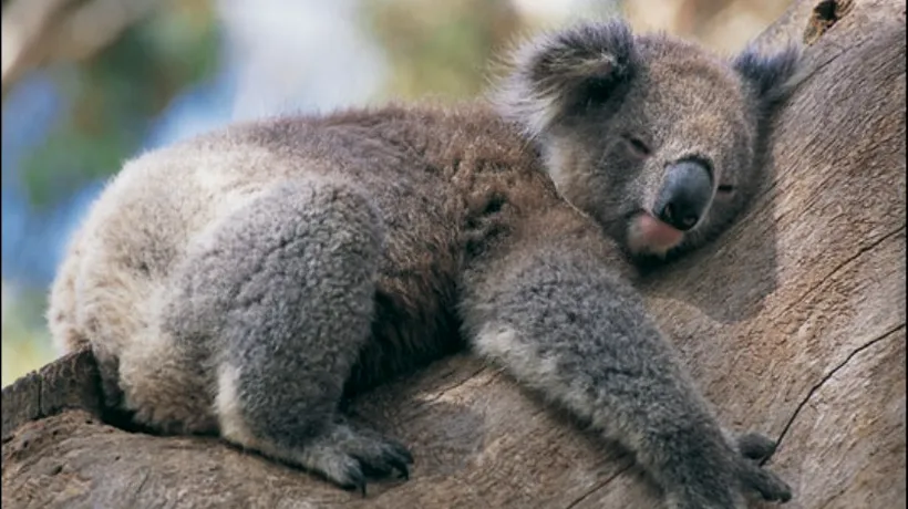 Mii de urși koala au murit din cauza incendiilor din Australia