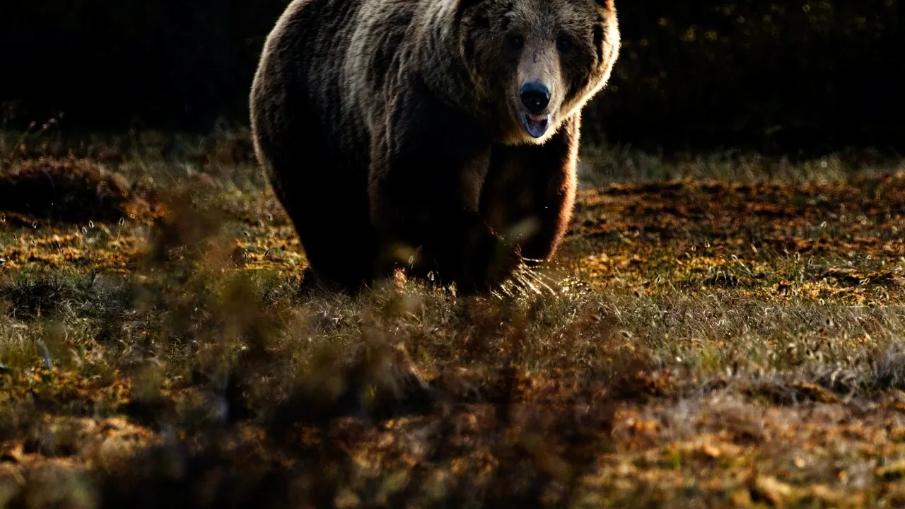 Un cioban din Prahova, în vârstă de 71 de ani, a fost atacat de urs. Câinii l-au salvat de animalul sălbatic