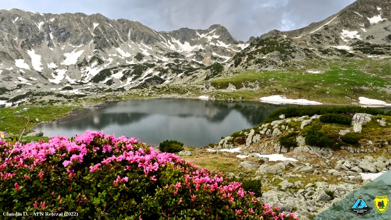 A înflorit bujorul de munte într-unul dintre cele mai spectaculoase parcuri naționale din țară. Imagini care îți taie respirația