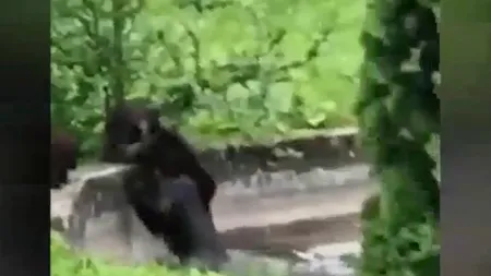 Imagini INCREDIBILE la un sanatoriu din Predeal. O ursoaică și doi pui au intrat în bazinul din curte pentru a se răcori