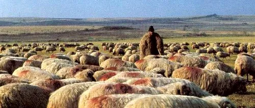 SANCȚIUNE. Cioban amendat cu 15.000 de lei, după ce a fugit să își adune oile scăpate din țarc