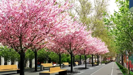 SE SCHIMBĂ CENTRUL CAPITALEI: mai mulți oameni, mai puține mașini. Cum va arăta Bulevardul Magheru după o investiție de 1,7 milioane de lei