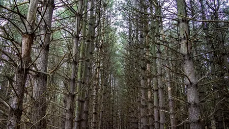 Românul supranumit „Omul Pădurii”, salvat de autoritățile austriece. Bărbatul de 32 de ani trăia într-un adăpost improvizat din crengi și pături