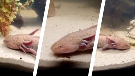 O fetiță de a pescuit 