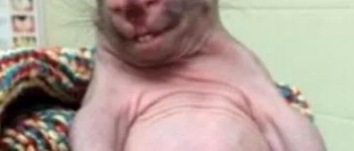 Un pui de wombat a devenit vedetă pe Internet. GALERIE FOTO