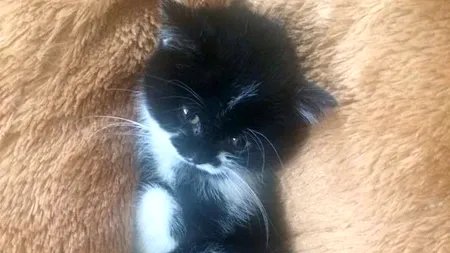 Drama unei tinere din București: pisoiul ''perfect sănătos'' primit din pet shopul de la mall a murit după patru zile și o suferință teribilă. ''I-au găsit un plămân plin. Am inima frântă''