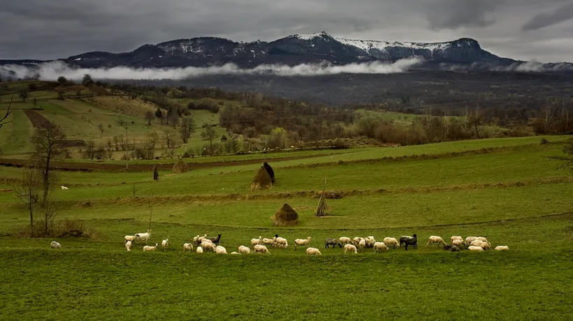 Zeci de oi au fost găsite moarte pe un câmp din Botoșani. Veterinarul a ascuns totul