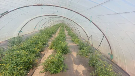 Producătorii de tomate, obligați să se DIGITALIZEZE / Fermierii riscă să piardă subvenția de 3.000 de euro
