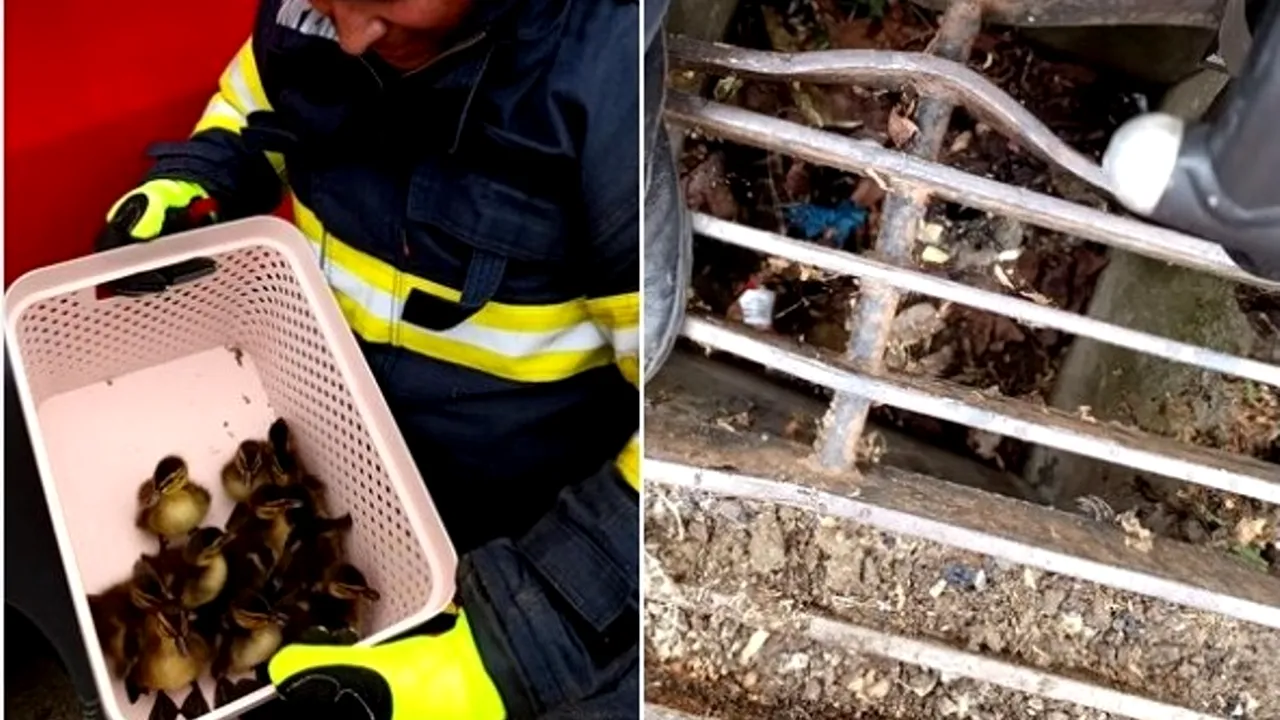 Pompierii constănțeni, intervenție atipică. 10 rățuște, salvate dintr-o gură de scurgere