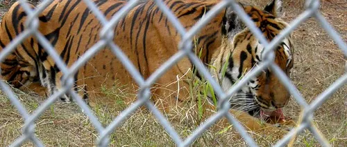 Un tigru a scăpat de la grădina zoologică din Tbilisi și a ucis un bărbat. Animalul a fost împușcat mortal