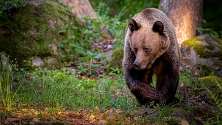 Un adolescent de 17 ani a fost atacat de urs în Prahova. Tânărul și-a sunat tatăl, cu ultimele puteri