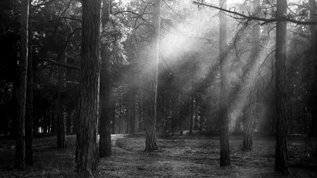 Fragmente osoase, aparent umane, găsite pe un câmp din Bragadiru / Oasele au fost trimise la expertiză