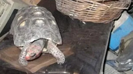 Stăpânul ei spune că 