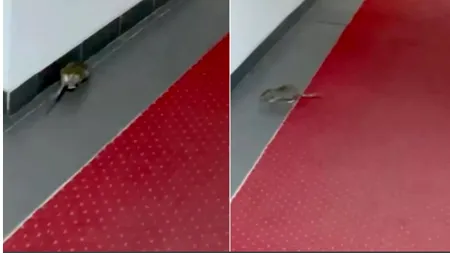 Șobolan surprins în clădirea Ministerului Economiei din Sectorul 1. Rozătorul se plimba nestingherit pe covorul roșu (VIDEO)