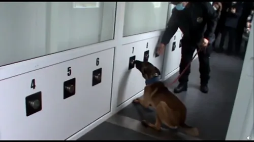 Câinii dresaţi să depisteze COVID-19 vor activa pe aeroportul din Sibiu