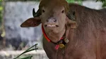 Bivolul din Bangladesh care a devenit faimos pe internet pentru că seamănă cu Trump a fost salvat de la ritualul sacrificării
