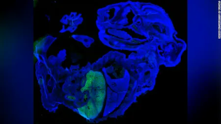 ȘTIINȚĂ. Cercetătorii au creat un embrion de șoarece cu ADN uman. Are cel mai mare procent de celule umane! Contribuția demersului științific în lupta împotriva COVID-19 - FOTO