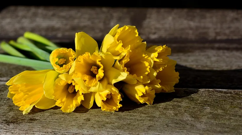 Simbolistica narciselor galbene, considerate și florile Paștelui