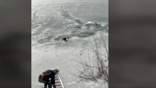 Pompierii suceveni au salvat de la înec un cățel care căzuse în apele înghețate ale Siretului (VIDEO)