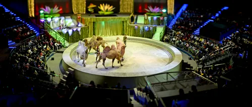 Unde au ajuns animalele de la Circul Globus, după ce a fost interzisă folosirea lor în spectacole
