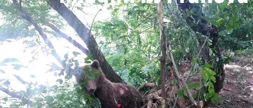 11 urși au fost văzuți în localități din Prahova, în ultima săptămână - VIDEO