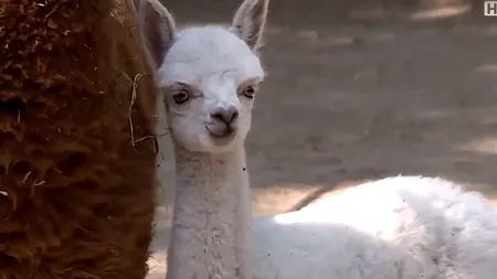 MINUNEA BLONDĂ cu ochi albaștri din Bănie. Un pui alb de alpaca se născu din părinți 