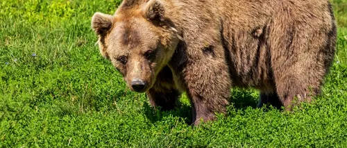 Taur ucis de un urs, într-o comună din Vâlcea. Localnicii au fost avertizați printr-un mesaj RO-Alert de prezența animalului sălbatic