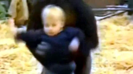 Blândețea unui uriaș. Cum se joacă o gorilă cu o fetiță de un an. VIDEO