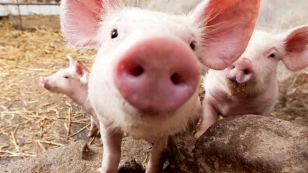 Un cercetător japonez încearcă să dezvolte organe umane în corpul unor porci, în vederea transplantului