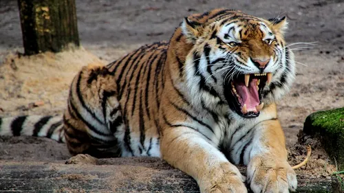 Un dresor de circ italian a fost ucis de patru tigri în timpul repetițiilor. Cum s-a întâmplat tragedia