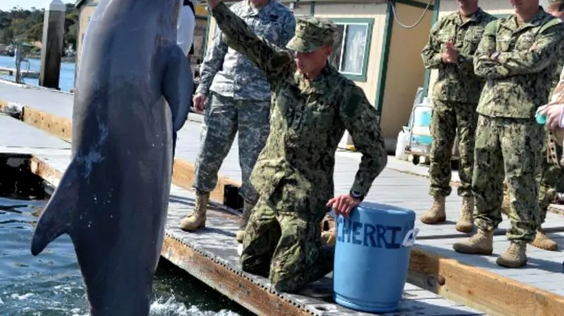 Delfini dresați pentru misiuni militare, în Marea Neagră. Dușa: Este o noutate