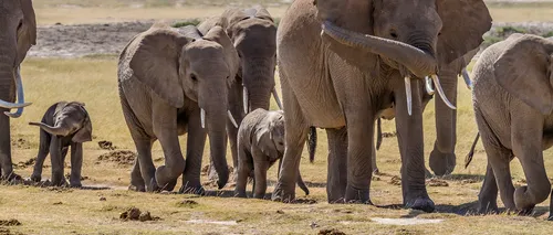 Germania ar putea primi 20.000 de elefanți din Botswana