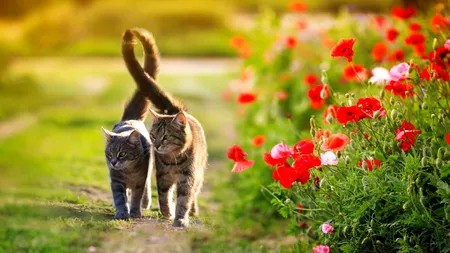 Când se încălzește vremea și scăpăm de PLOI? Prognoza meteo până pe 20 mai