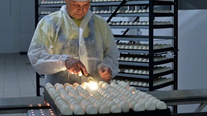 Ouăle contaminate cu insecticid au ajuns în România. Ce este Fipronil-ul și ce efecte medicale severe are dacă e ingerat de om