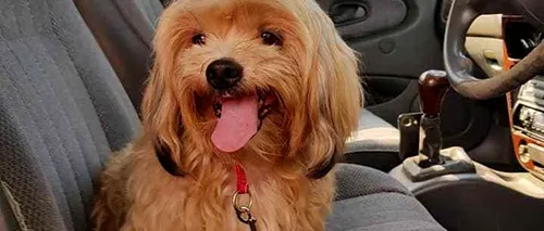 Un bărbat a început să PLÂNGĂ, după ce a găsit un câine abandonat cu un bilet prins la zgardă. Care era mesajul emoționant
